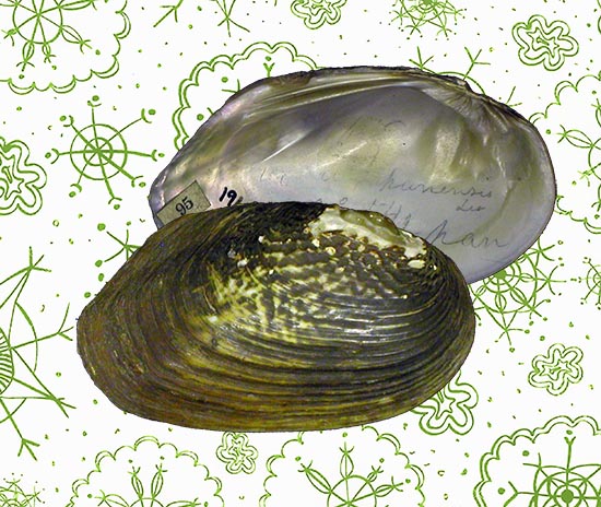 Pronodularia japanensis