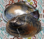 Pseudodon mekongi