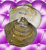Pustulosa nodulata