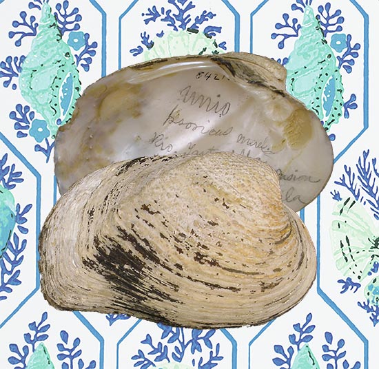 Psorula rudis