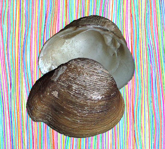 Pachynaias