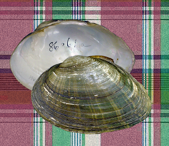 Pressodonta