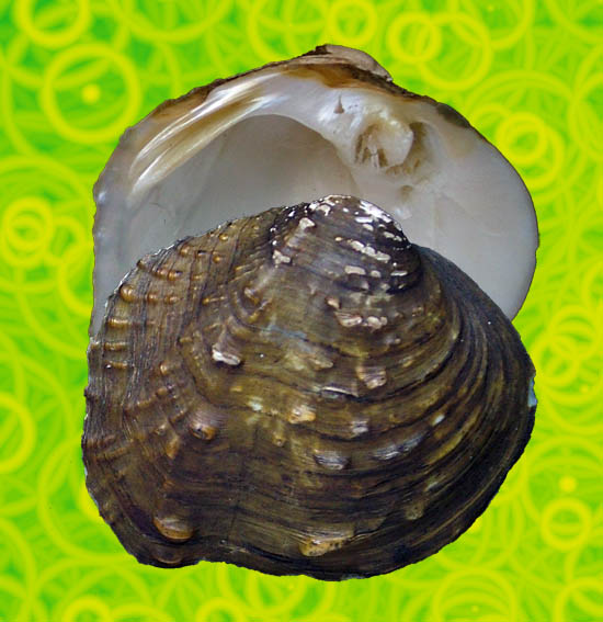 Plieodon ovata