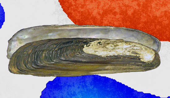 Solenaia soleniformis