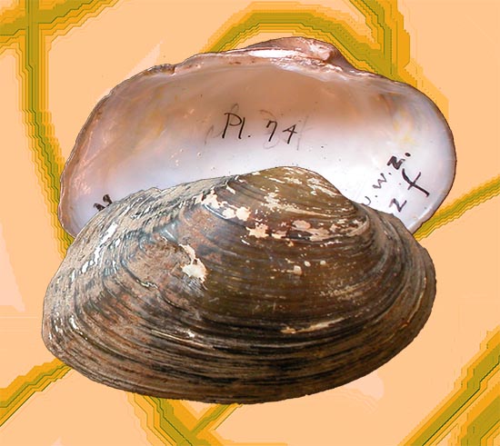 Strophitus undulatus