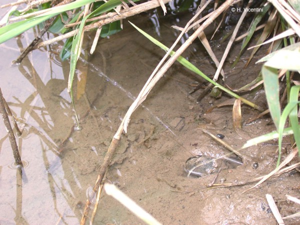 Unio crassus spurting