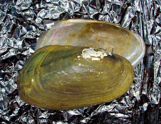Trapezoideus