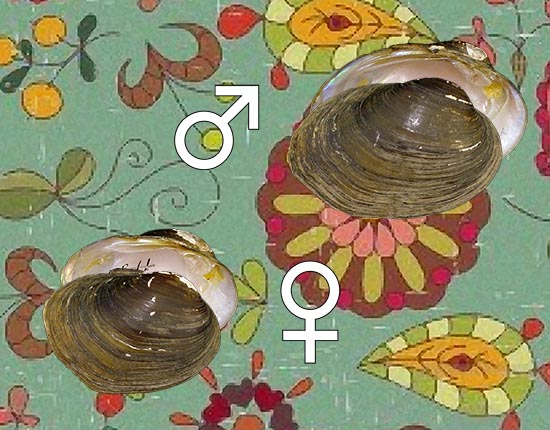 Toxolasma lividum