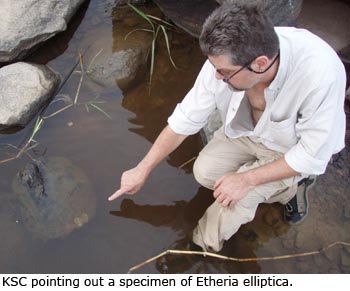 Kevin Cummings pointing out a specimen of Etheria elliptica.
