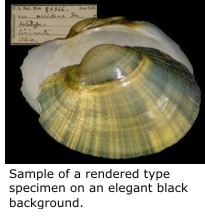 Sample of a rendered type specimen on an elegant black background.