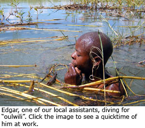 Edgar, one of our local assistants, diving for "oulwili".