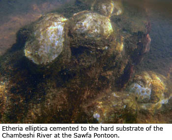 Etheria elliptica cemented to the hard substrate of the Chambeshi River at the Sawfa Pontoon.