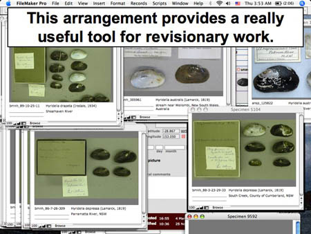 This slide shows a screen dump of the "Image Pile" function of the MUSSEL Project Database at work.