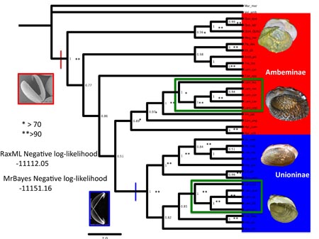 The slide depicts some of the phylogenetic results. All three analyses (MP Molecular + Morphology, MP Molecular and BI Molecular) supported a monophyletic Unionidae with the African lineages as the basal branch. However, support was weak.