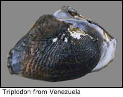 Triplodon from Venezuela.