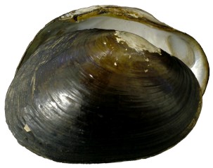 mussel pic