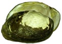 mussel pic