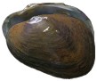 mussel pic