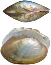 Coelatura aegyptiaca