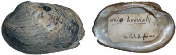 Unio brevialis