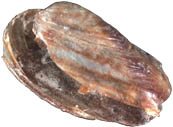 Unio malagachensis